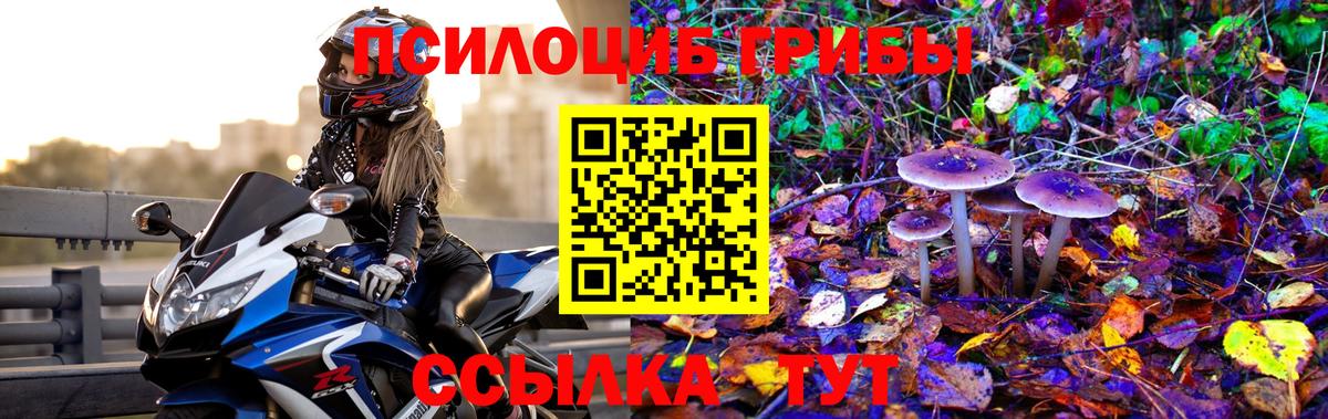 Псилоцибиновые грибы GOLDEN TEACHER Бирск